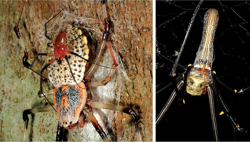 Descubren una nueva araña gigante que teje oro