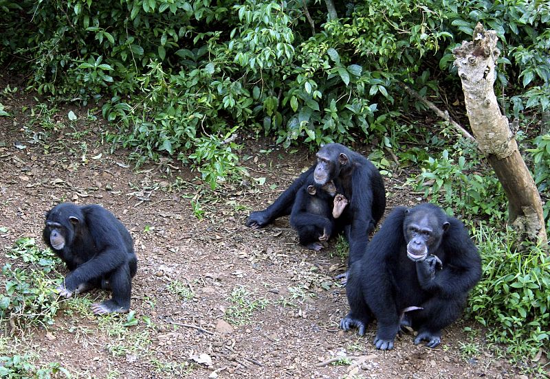 Los chimpancés también tienen diferencias culturales