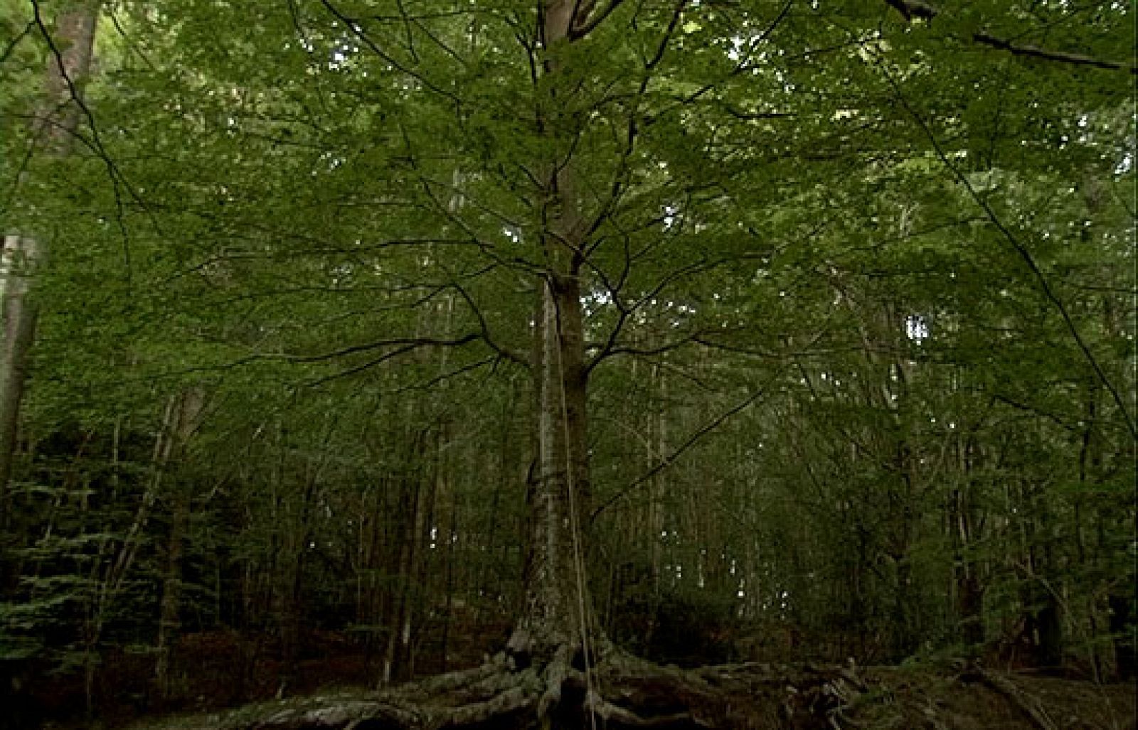 Metrópolis - Cabecera de Metrópolis - Metrópolis | Ver