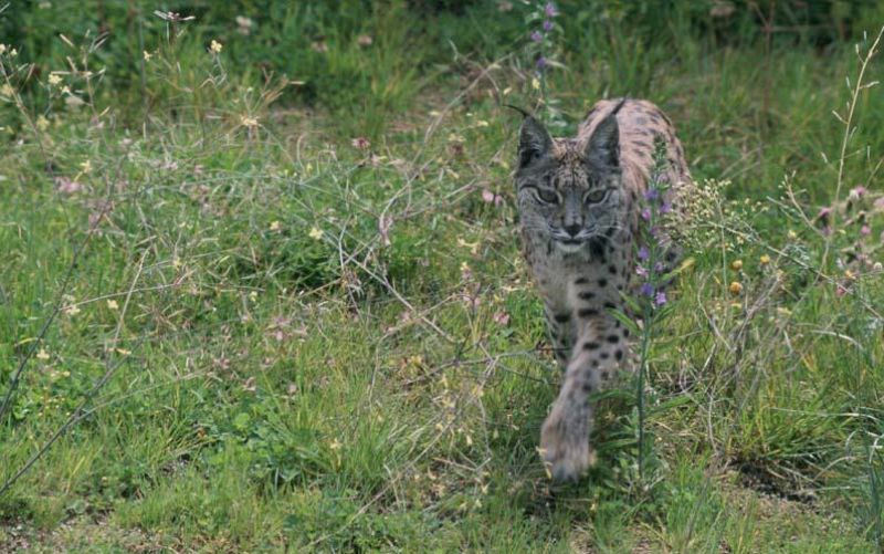 Azahar, la primera lince que España cede a Portugal