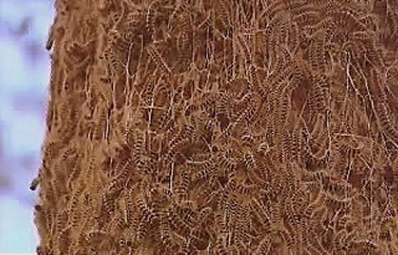 Cercados por las orugas