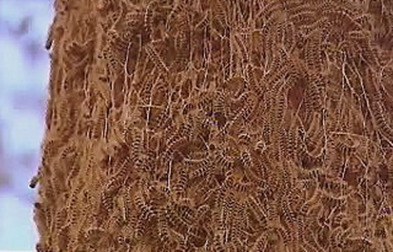 España Directo - Cercados por las orugas | Ver