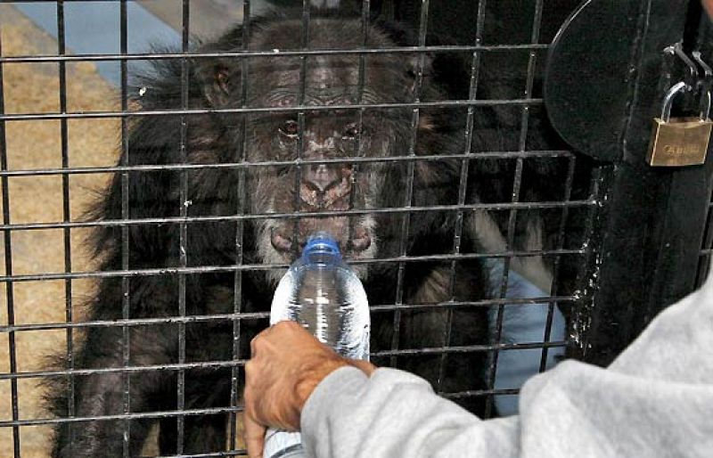 Nuevo hogar para los chimpancés abandonados