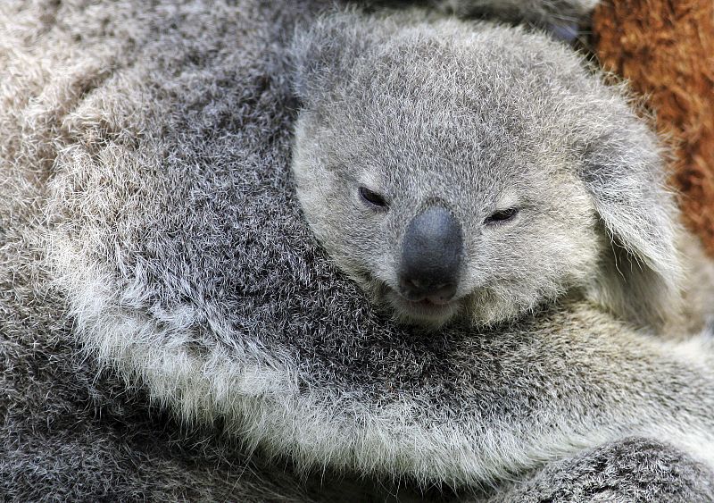 Los koalas podrían desaparecer en 30 años
