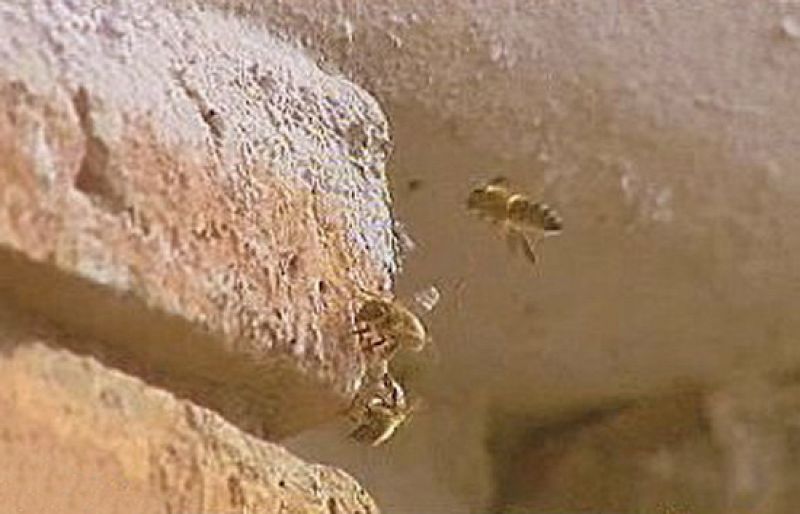 Invasión de abejas
