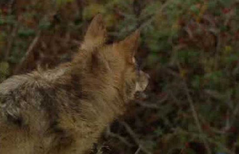 La Junta de Castilla y León ignora al TSJ y mantiene la caza de lobos al sur del Duero