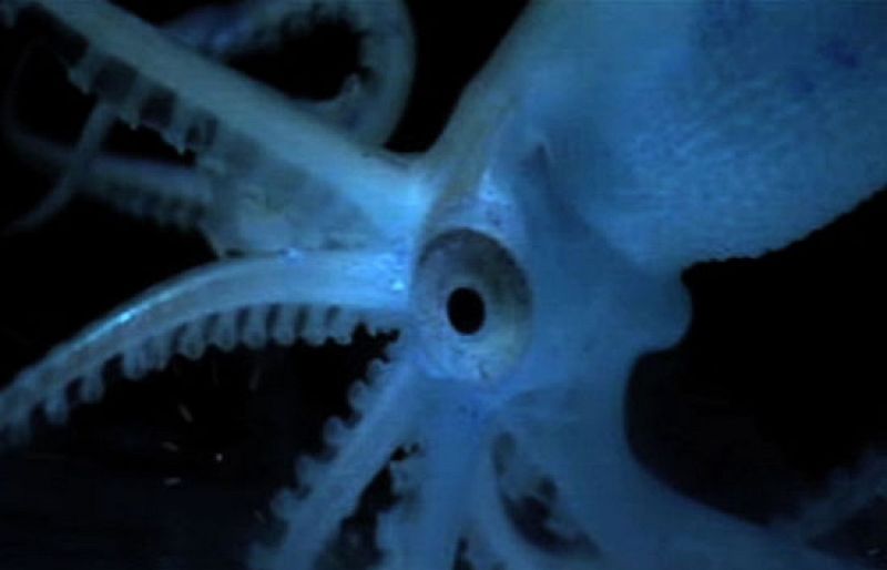 Descubren miles de nuevas especies abisales en aguas profundas que nunca han visto la luz