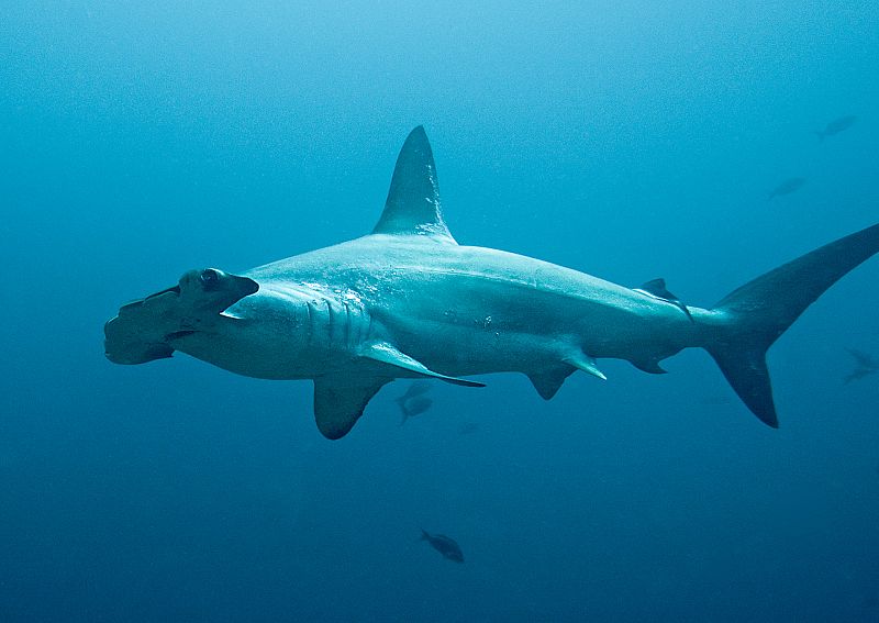 La extraña cabeza del tiburón martillo le proporciona una visión de 360 grados