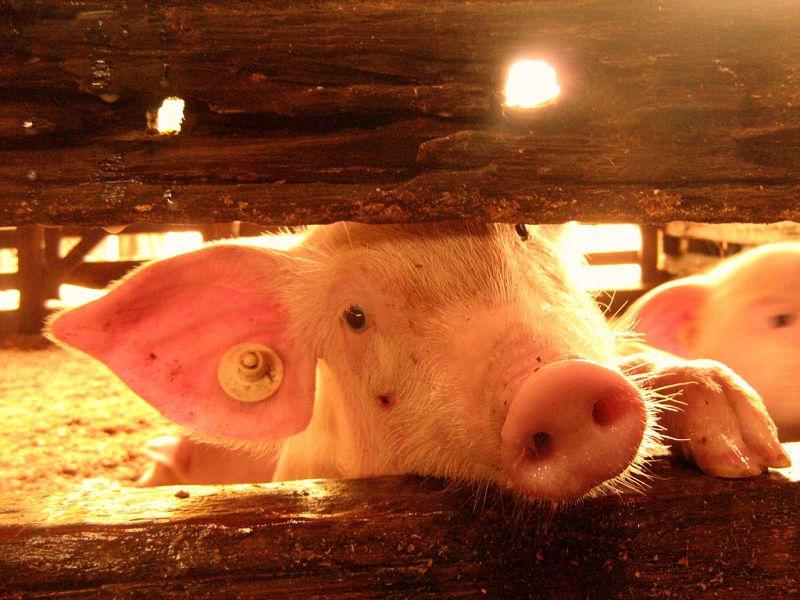 El 77% de los cerdos europeos son castrados sin anestesia