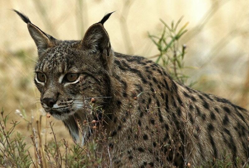 Tres hembras de lince ibérico, atropelladas en una semana en Doñana