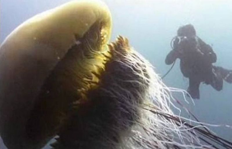 Una plaga de medusas gigantes de más de 300 kilos