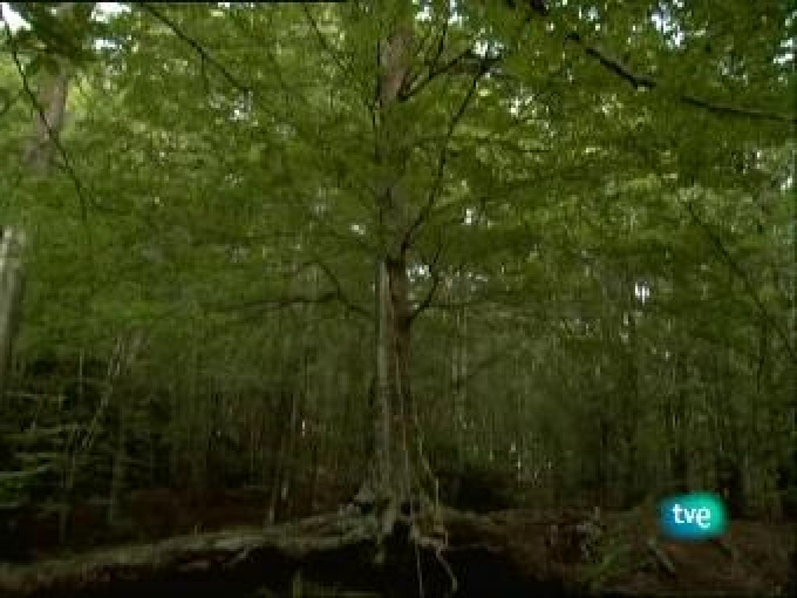 Metrópolis - WeTV - Metrópolis | Ver