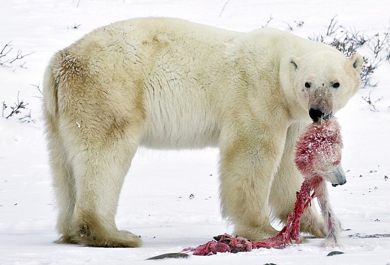 Osos polares caníbales: no es el cambio climático, es su naturaleza