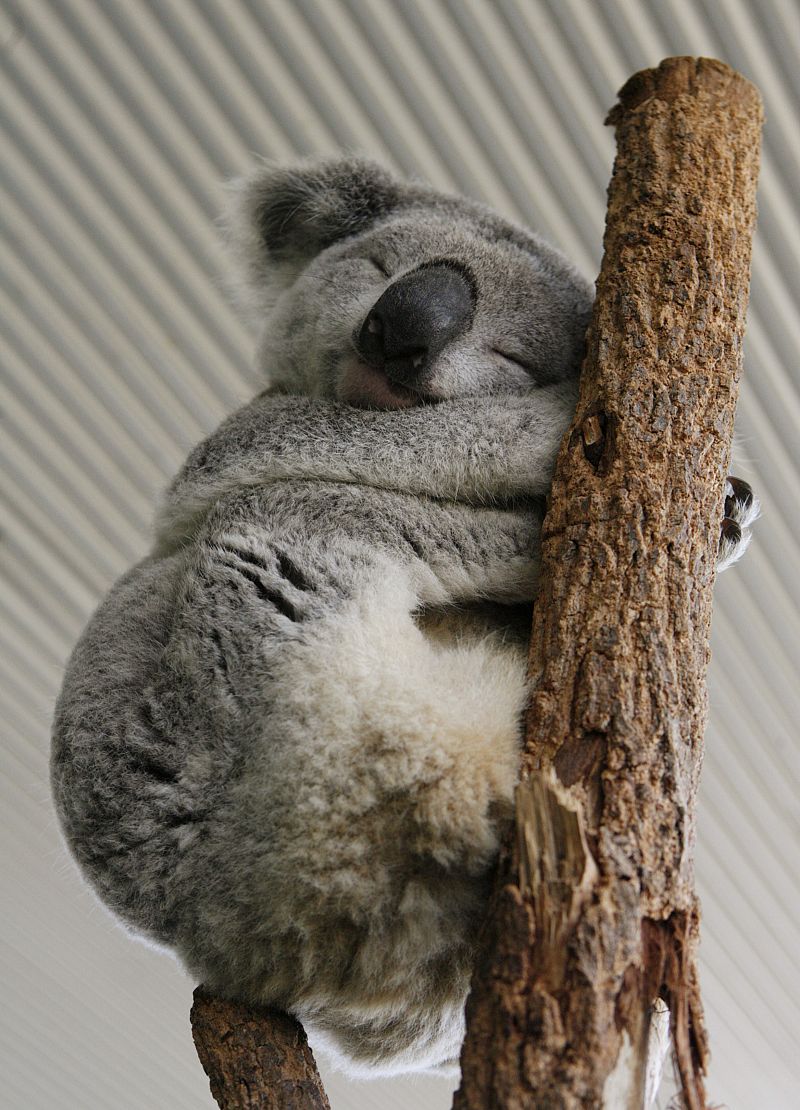 Los koalas no siempre se han alimentado sólo de hojas de eucalipto