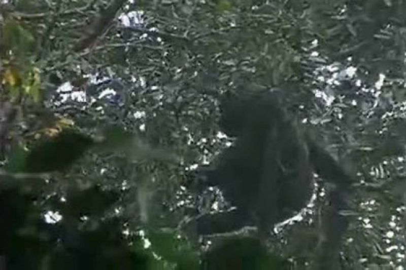 Graban por primera vez al gorila más raro del mundo