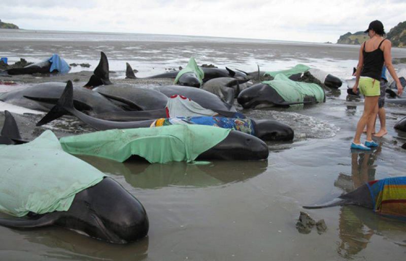 Mueren más de un centenar de ballenas tras quedar varadas en Nueva Zelanda