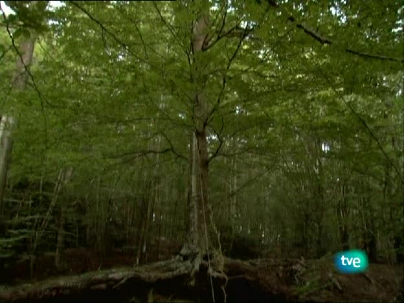 Metrópolis - Descubrimientos PHE 2009 - Metrópolis | Ver