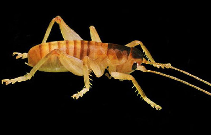 Graban por primera vez a un extraño grillo que poliniza flores