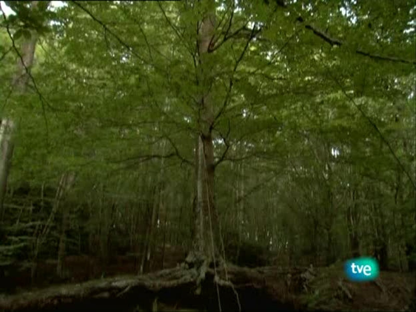 Metrópolis - Realizadoras - Metrópolis | Ver