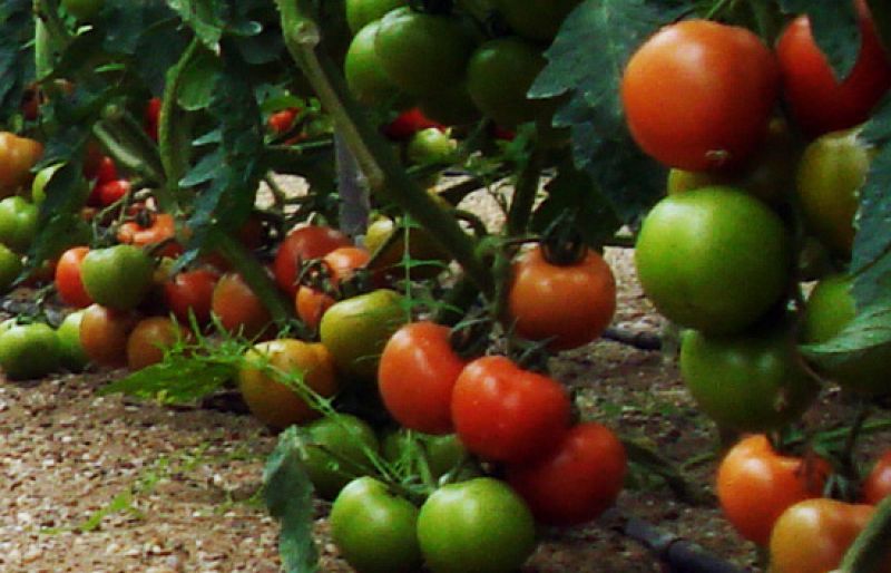 Comando Actualidad ¿Qué hay detrás del precio del tomate?