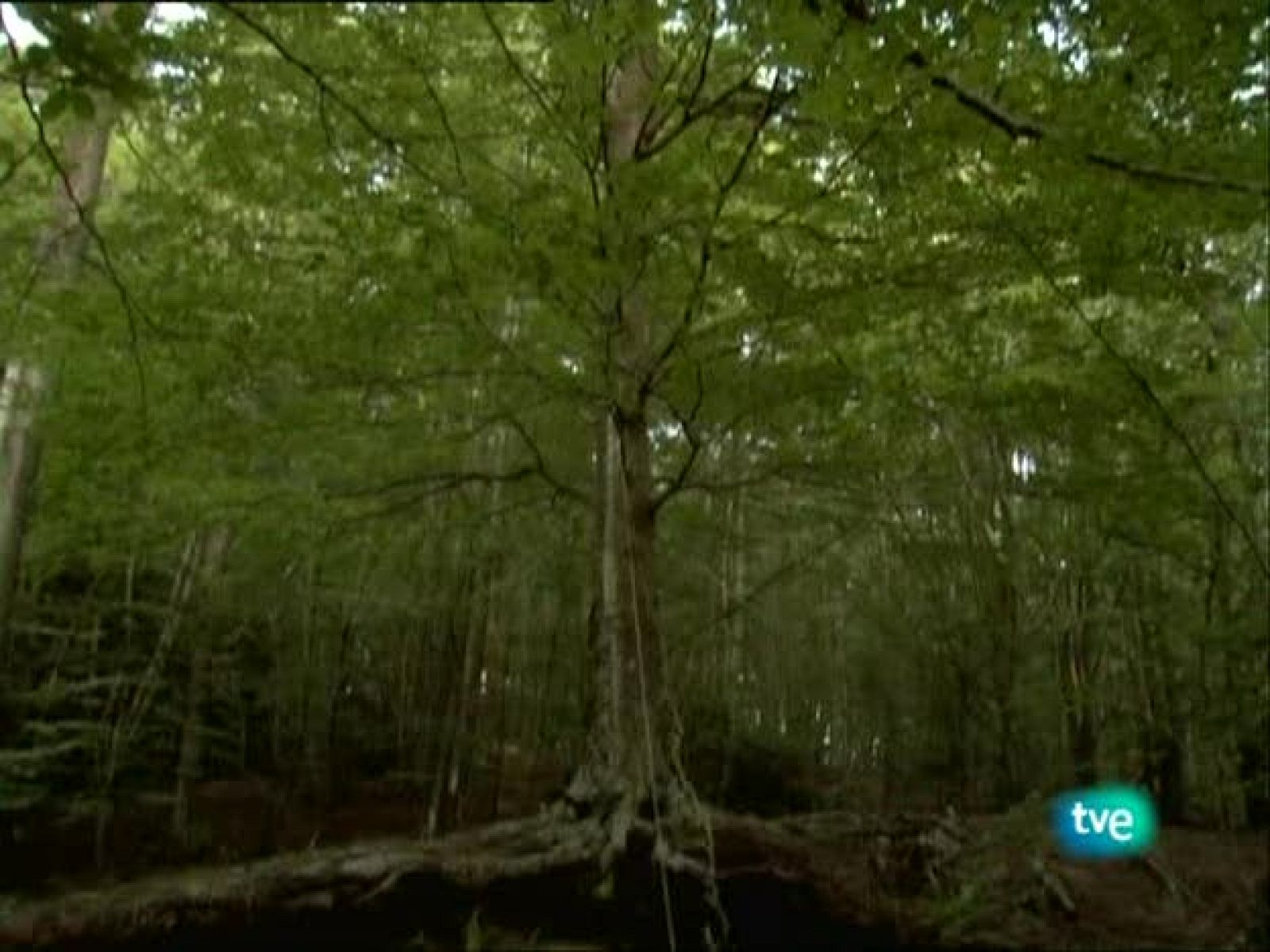 Metrópolis - Culturas recónditas - Metrópolis | Ver