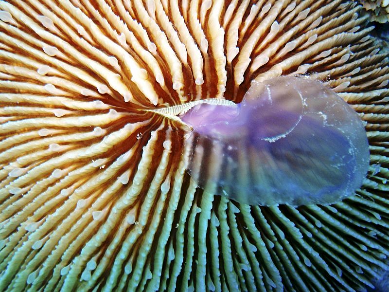 El primer coral que come medusas de su tamaño