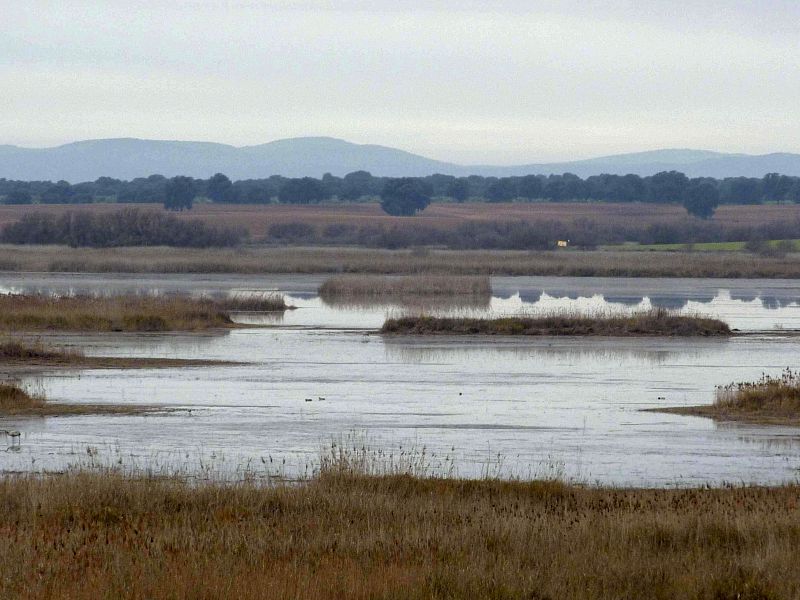 Las Tablas de Daimiel tienen el 70 por ciento de la superficie encharcada