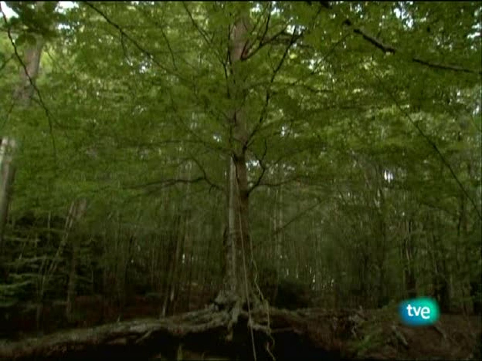 Metrópolis - 'Erreakzioa - Reacción' - Metrópolis | Ver