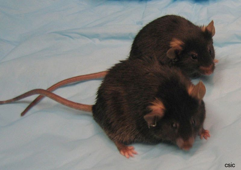 Un mecanismo cerebral mantiene delgados a los ratones con dietas ricas en grasas