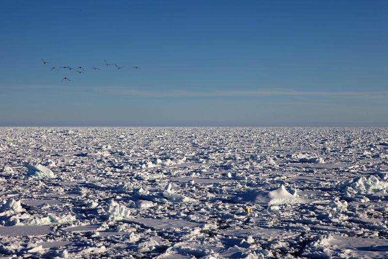 El hielo desaparece del Ártico más ràpido de lo calculado, según un estudio