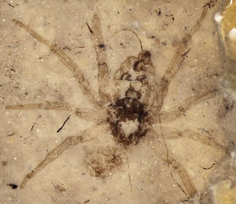 Una araña de 165 millones de años