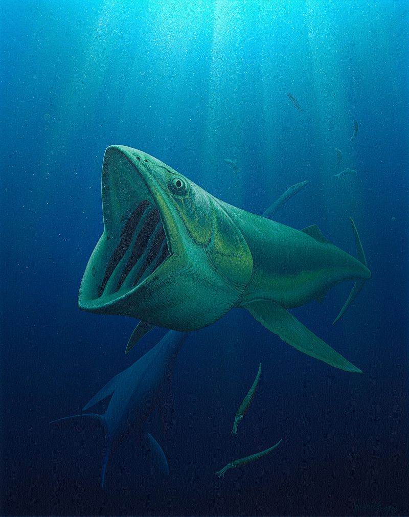 Unos peces gigantescos precedieron a las ballenas durante 100 millones de años