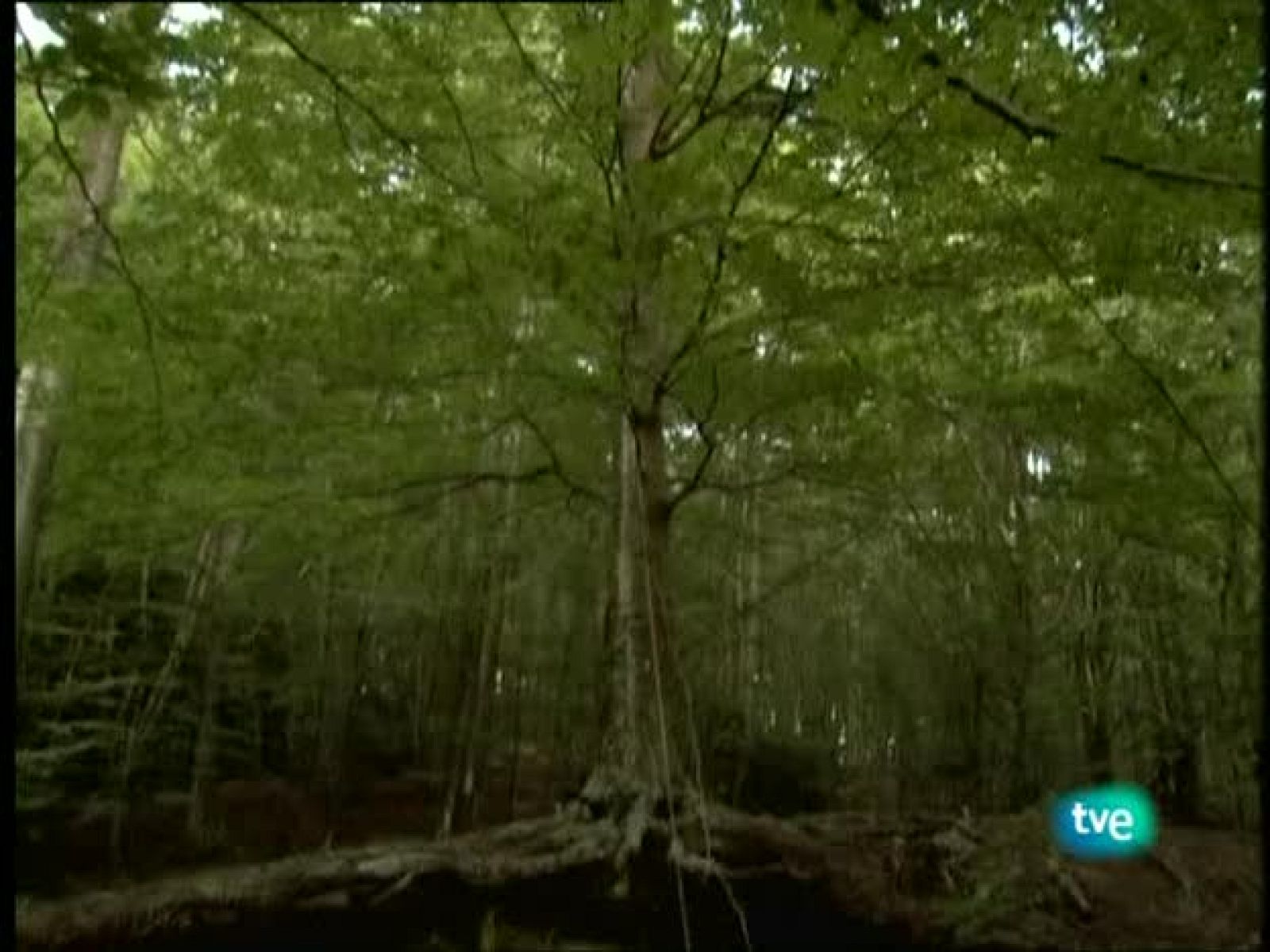 Metrópolis - Arte y Activismo - Metrópolis | Ver