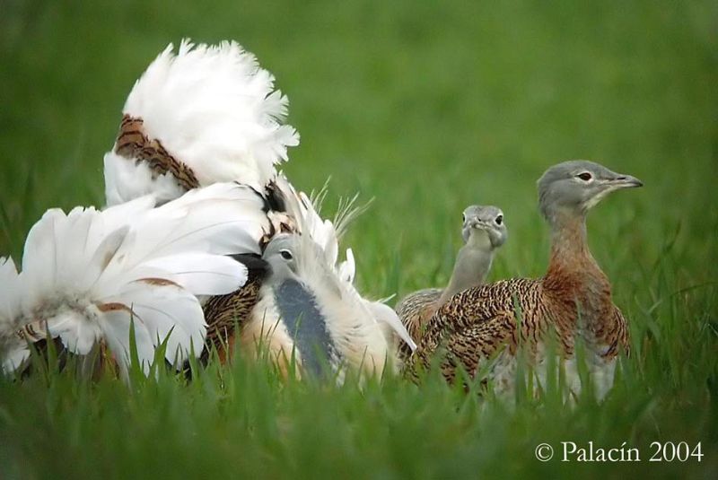 Las avutardas macho cortejan "como girasoles" a las hembras
