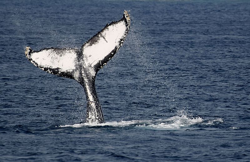 Las ballenas frenan el calentamiento global como los bosques