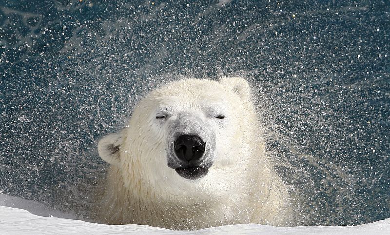 El oso polar desciende del oso pardo y sobrevivió al cambio climático