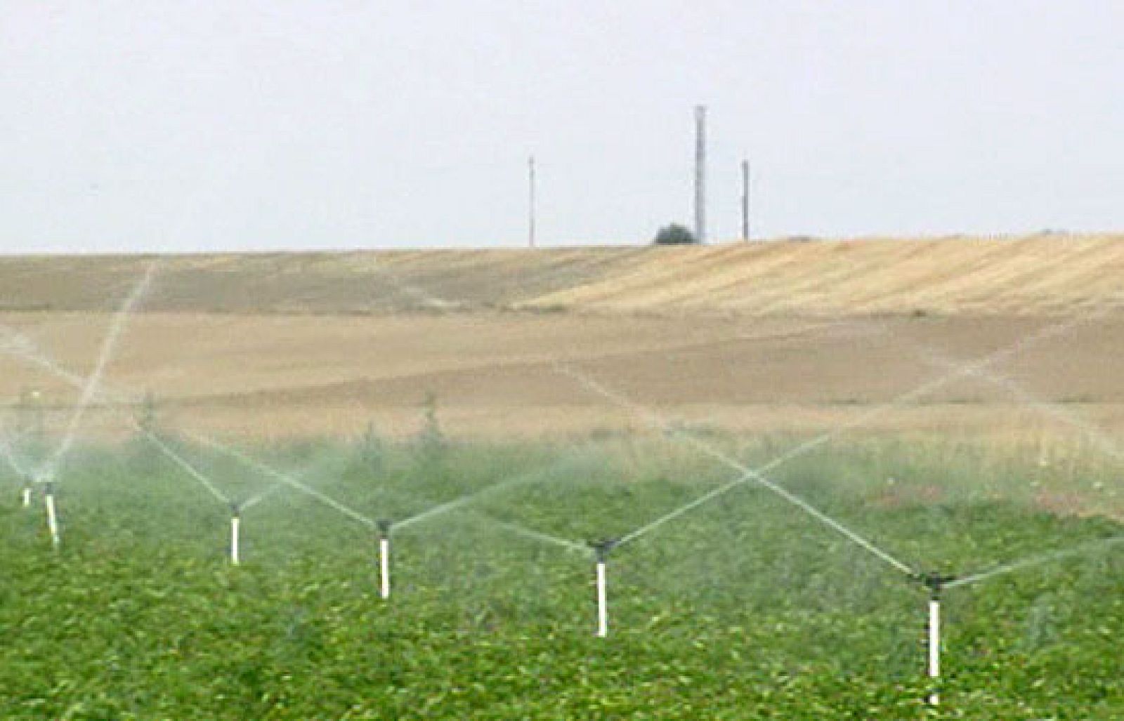 Hacía 12 años que la UE no aceptaba introducir en el mercado nuevos cultivos transgénicos | Ver