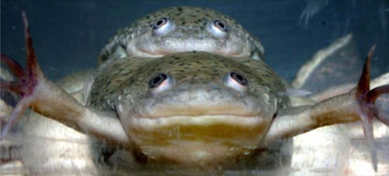 Ranas transexuales por el pesticida más común del planeta