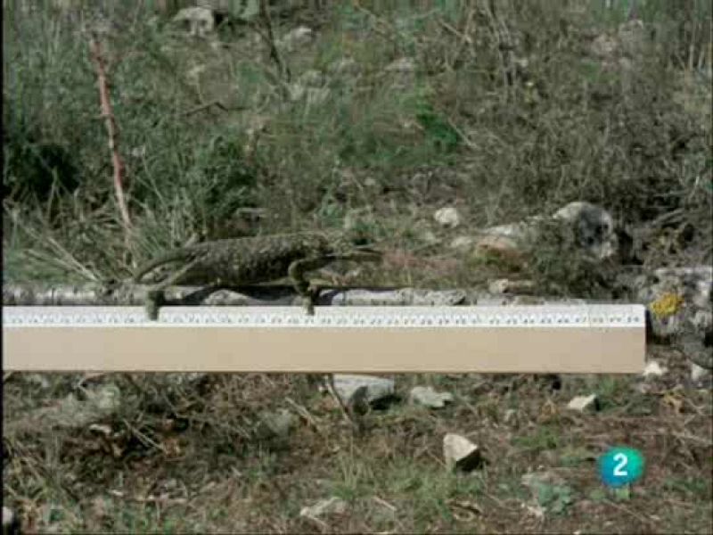 La lengua más larga del mundo