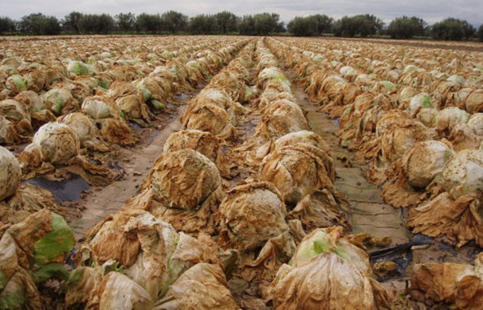 Crónicas - Mala cosecha - Crónicas | Ver