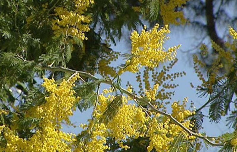 Los expertos auguran una primavera "intensa" para los alérgicos al polen por las intensas lluvias