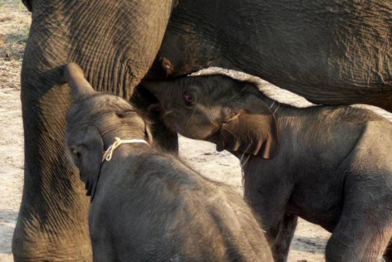 Por primera vez nacen dos elefantes machos gemelos