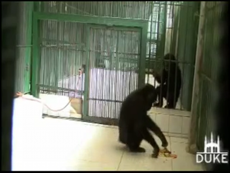Los bonobos prefieren compartir sus alimentos a comer solos