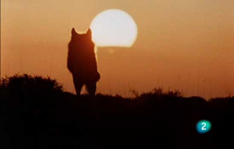 "Félix salvó al lobo ibérico, sin él se habría extinguido hace muchos años en nuestro país"