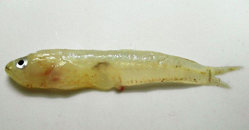 Aumenta el número de especies tropìcales en el Mediterráneo