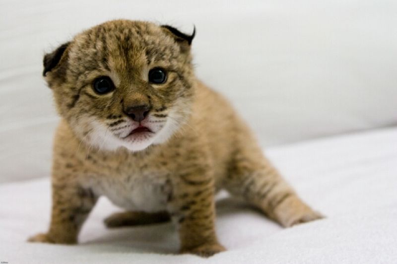 Nacen los dos primeros linces de la temporada