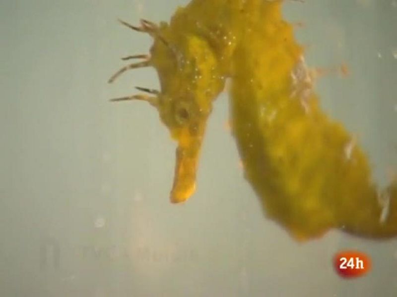 Los caballitos de mar, al borde de la extinción en el Mar Menor