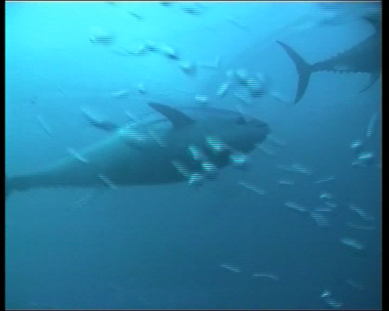 WWF llama al boicot del consumo del atún rojo