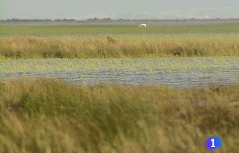 Informe Semanal analiza los peligros que corre Doñana