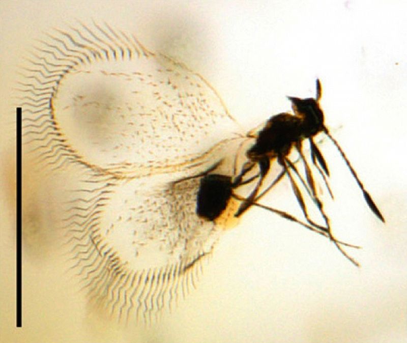 Descubren insectos de hace 95 millones de años conservados en ámbar